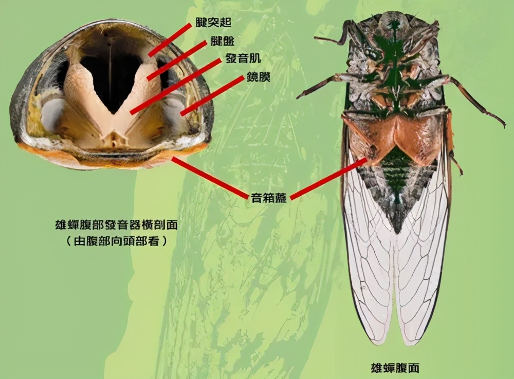 為什么天越熱，蟬叫得越厲害？