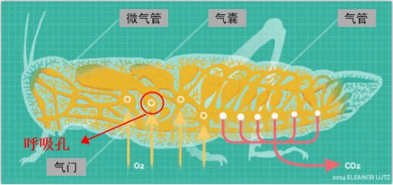 為什么蟑螂碰到洗發(fā)水會當場死亡？