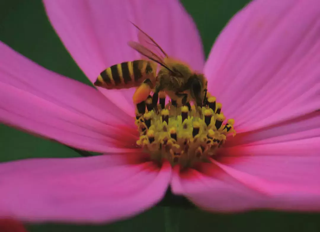 如何區(qū)分黃蜂、蜜蜂、馬蜂、胡蜂……各種蜂？